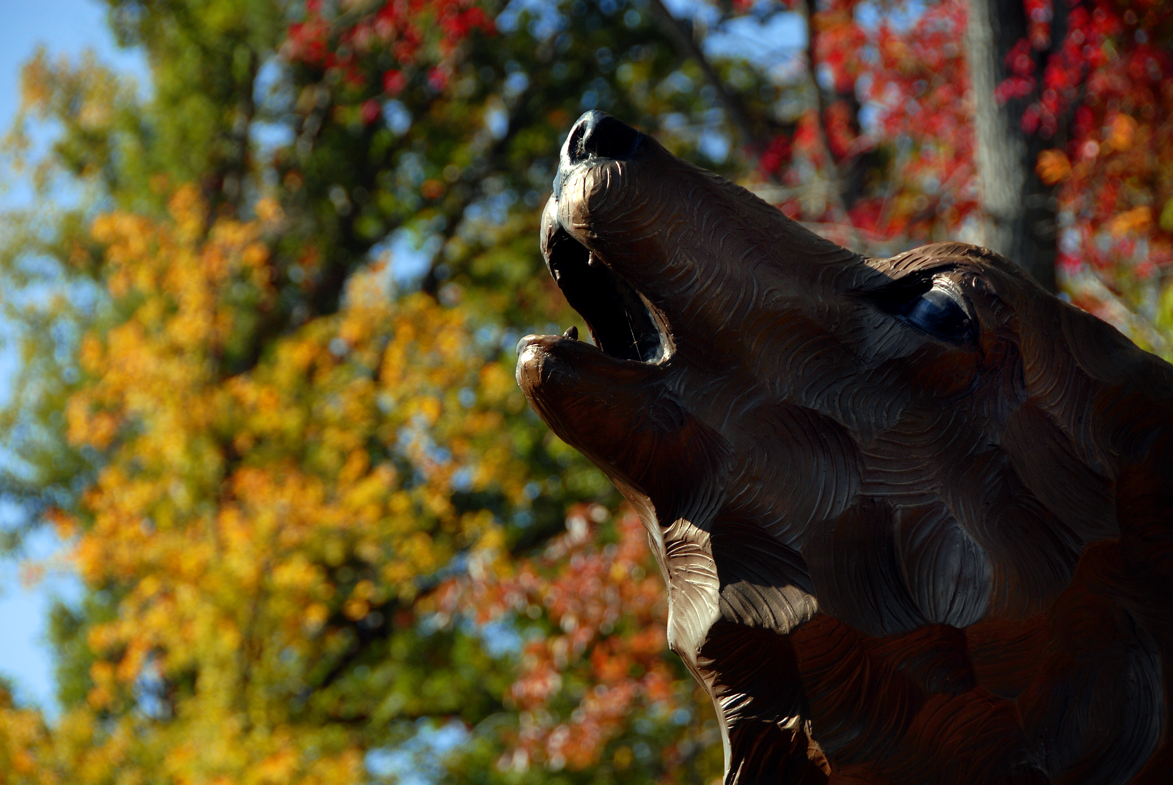 Howling wolf statue head backed by yellow, green, and red fall leaves